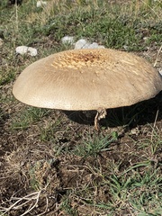 Agaricus crocodilinus