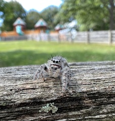 Phidippus otiosus