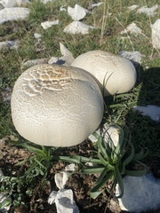 Agaricus crocodilinus