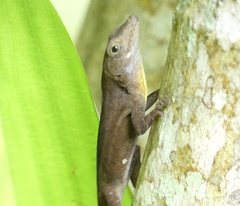 Anolis grahami