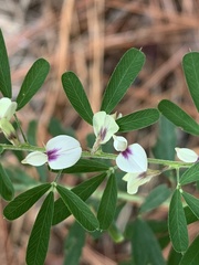 Lespedeza cuneata