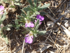 Ajuga iva