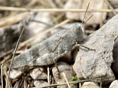 Oedipoda germanica
