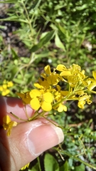 Rhamphospermum nigrum