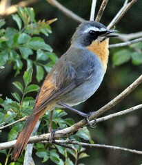 Cossypha caffra caffra