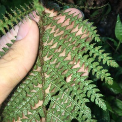 Polystichum parvipinnulum