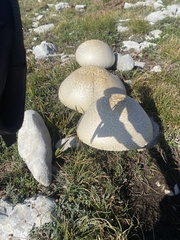 Agaricus crocodilinus