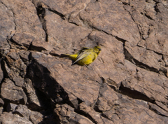 Sicalis olivascens
