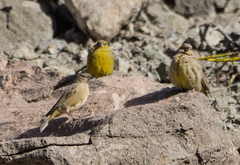 Sicalis olivascens