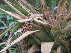 Quesnelia quesneliana