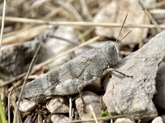 Oedipoda germanica