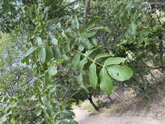 Pleiogynium timoriense