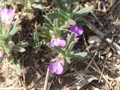 Ajuga iva