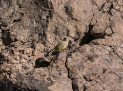Sicalis olivascens