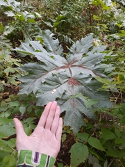 Heracleum dissectum
