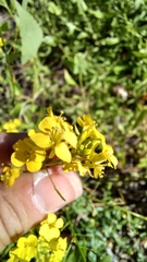 Rhamphospermum nigrum