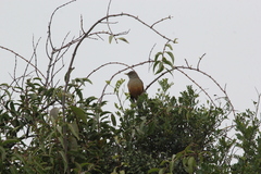 Turdus rufiventris