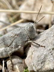 Oedipoda germanica