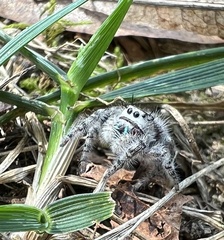Phidippus otiosus