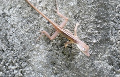 Anolis lineatopus