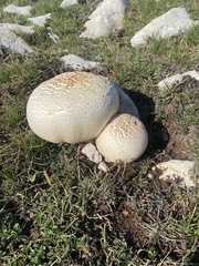 Agaricus crocodilinus