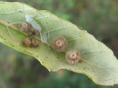 Cerroneuroterus lanuginosus