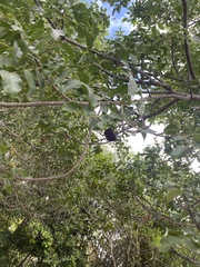 Pleiogynium timoriense