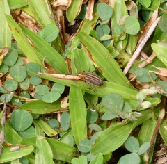 Neolochmaea dilatipennis