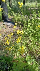 Rhamphospermum nigrum