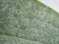 Erysiphe hyperici