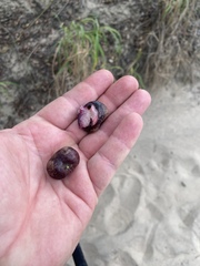 Pleiogynium timoriense