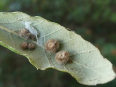 Cerroneuroterus lanuginosus