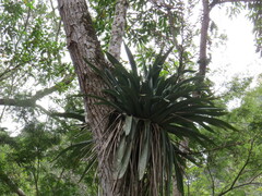 Vriesea gigantea