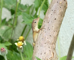 Anolis lineatopus