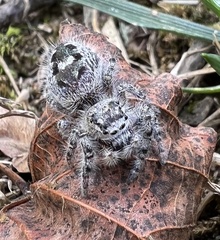 Phidippus otiosus