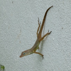 Anolis lineatopus