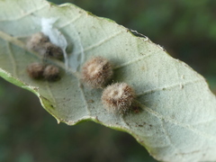 Cerroneuroterus lanuginosus