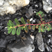 Euphorbia serpillifolia - Photo (c) James Mickley, algunos derechos reservados (CC BY-NC), subido por James Mickley