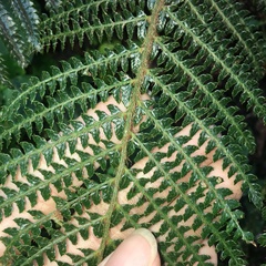 Polystichum parvipinnulum