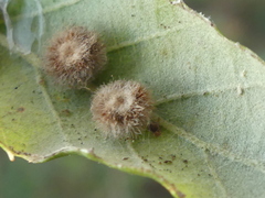 Cerroneuroterus lanuginosus