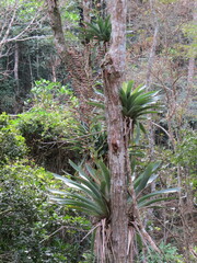 Vriesea gigantea