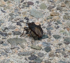 Spartocera