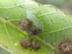 Cerroneuroterus lanuginosus