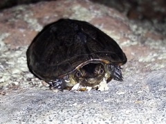 Kinosternon scorpioides
