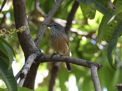 Pachycephala rufiventris