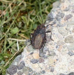 Spartocera