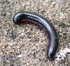Anadenobolus monilicornis
