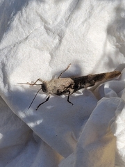 Dissosteira carolina