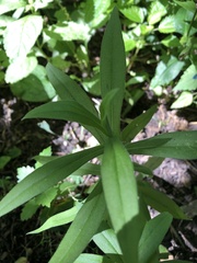 Symphyotrichum ontarionis