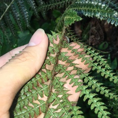 Polystichum parvipinnulum